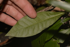 Eupomatia bennettii
