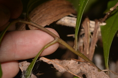 Eupomatia bennettii