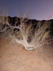 Retama raetam