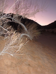 Retama raetam