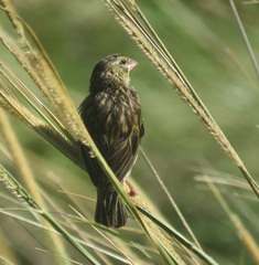 Euplectes capensis capensis