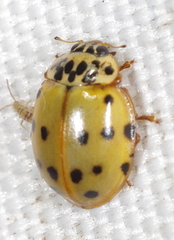 Coccinellini