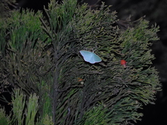 Prasinocyma semicrocea