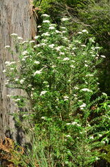 Ozothamnus cuneifolius