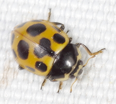 Ceratomegilla notata