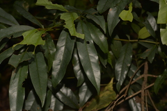 Beilschmiedia elliptica