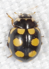 Coccinula quatuordecimpustulata