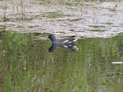 Gallinula chloropus chloropus