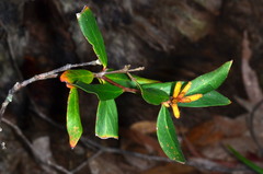 Persoonia confertiflora