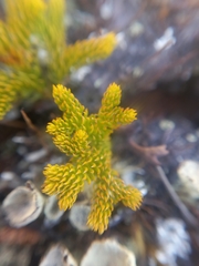 Austrolycopodium fastigiatum