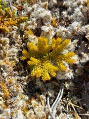 Austrolycopodium fastigiatum