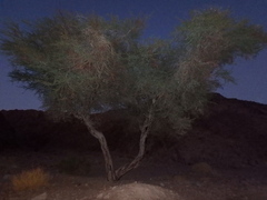 Vachellia tortilis