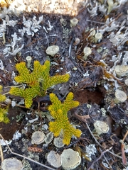 Austrolycopodium fastigiatum