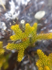 Austrolycopodium fastigiatum