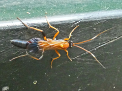 Ctenochares bicolorus
