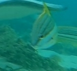Lutjanus carponotatus