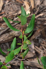 Persoonia confertiflora