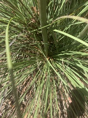 Xanthorrhoea concava