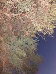 Vachellia tortilis