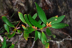 Persoonia confertiflora