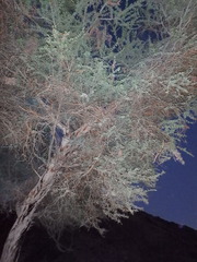 Vachellia tortilis
