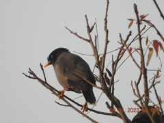 Acridotheres fuscus