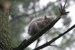 Sciurus carolinensis