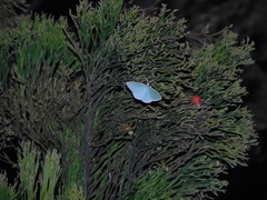 Prasinocyma semicrocea