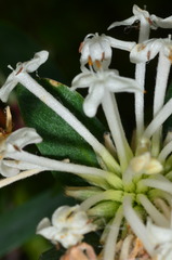 Pimelea linifolia linifolia