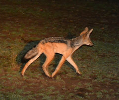 Lupulella mesomelas schmidti