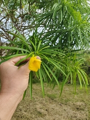Cascabela thevetioides