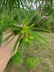 Cascabela thevetioides