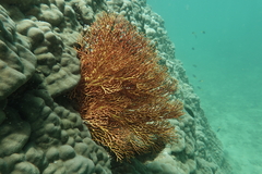 Melithaea