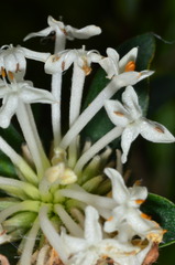Pimelea linifolia linifolia