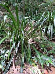 Helmholtzia glaberrima