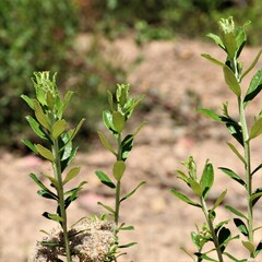 Ozothamnus cuneifolius