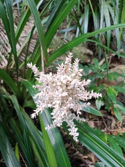 Helmholtzia glaberrima