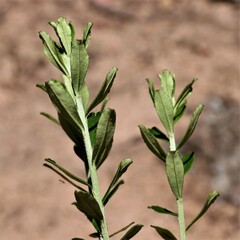 Ozothamnus cuneifolius