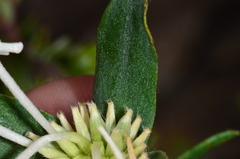 Pimelea linifolia linifolia
