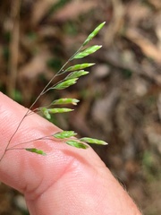 Poa meionectes