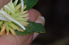 Pimelea linifolia linifolia