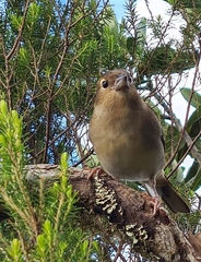 Fringilla coelebs canariensis