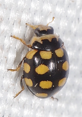 Coccinula quatuordecimpustulata