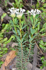 Pimelea linifolia linifolia