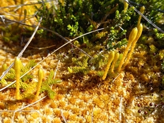 Austrolycopodium fastigiatum