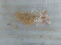 Aplidium