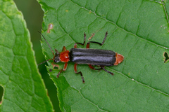 Cantharis pellucida