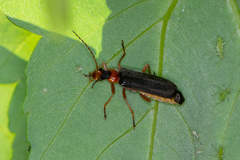 Podabrus alpinus