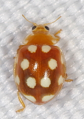 Vibidia duodecimguttata