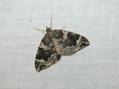 Eulithis prunata